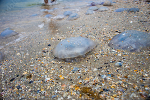 Dead jellyfish lie on the seashore on the sand