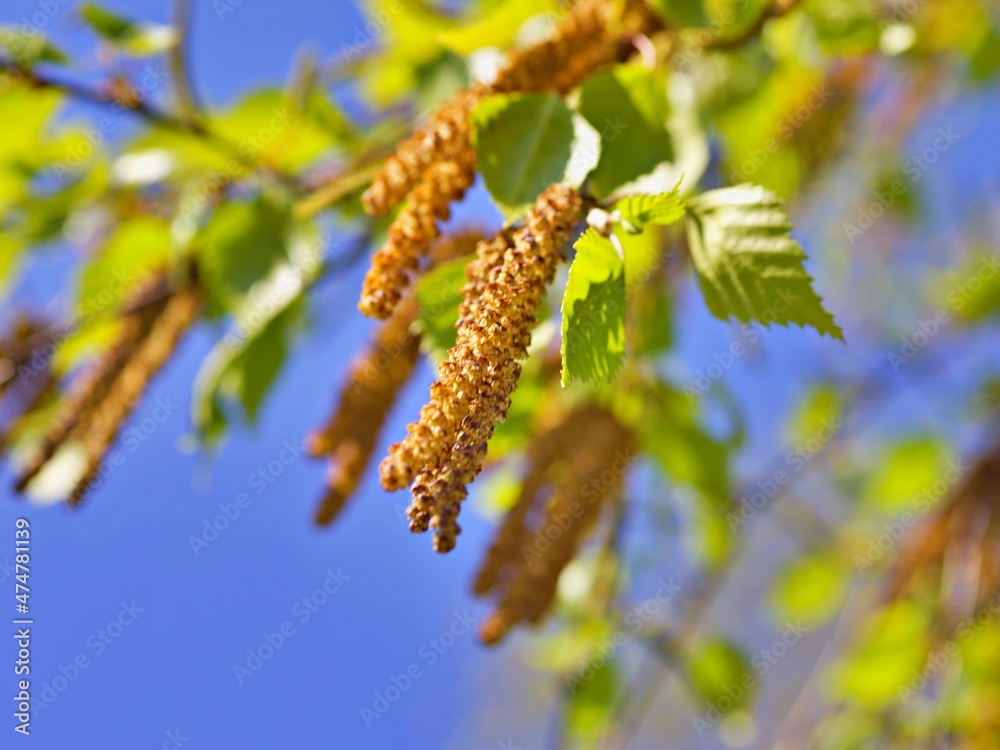 Nahaufnahme Blumenblüte