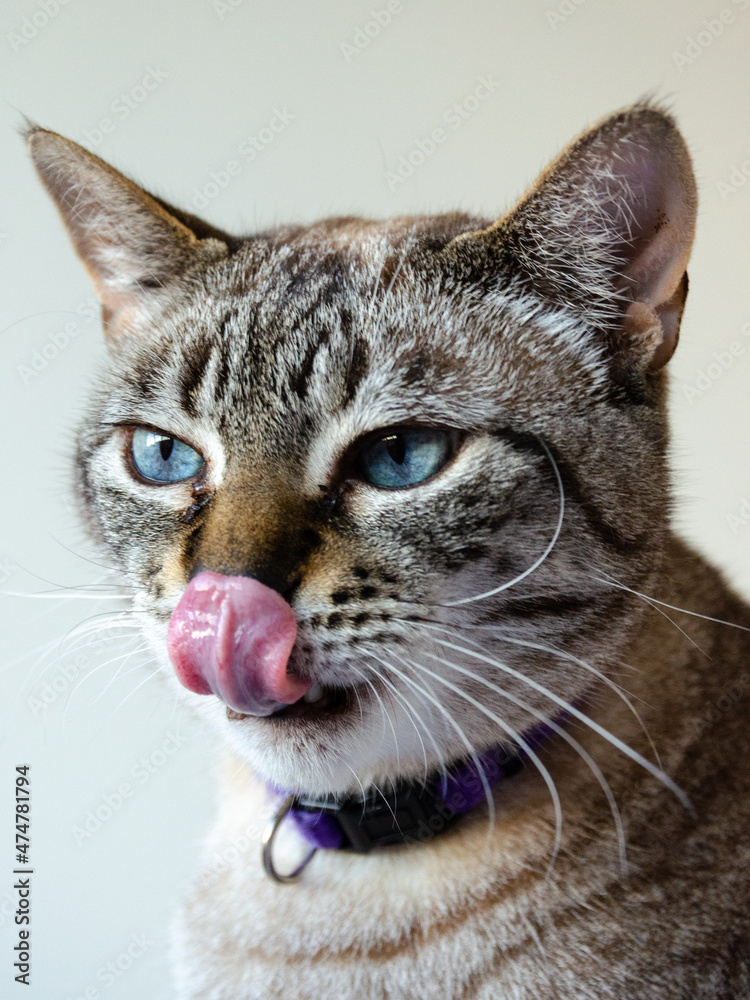 portrait of a gray tabby cat with tongue out portrait of a gray tabby cat with tongue out