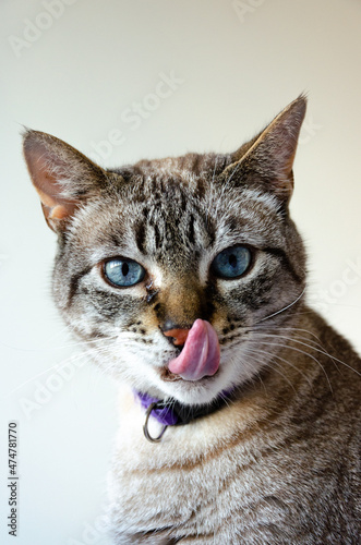 portrait of a gray tabby cat with tongue out looking at camera