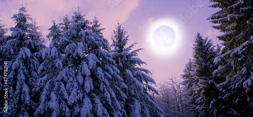 Winter landscape with snow covered fir trees and moonlight.