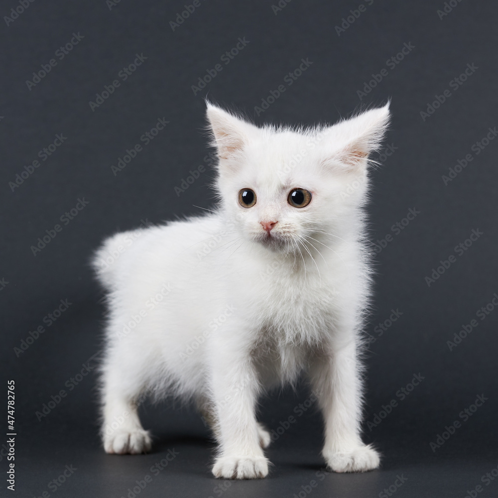 Small fluffy white cat on a black background. Small fluffy white cat on a black background.