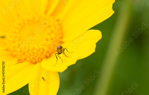 Machimus decipiens insect is standing on a yellow Chrysanthemum flower. photo