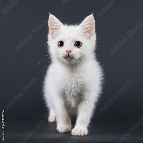 Small fluffy white cat on a black background.