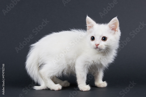 Small fluffy white scared cat on a black background.