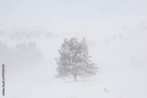 nieve sobre arbol