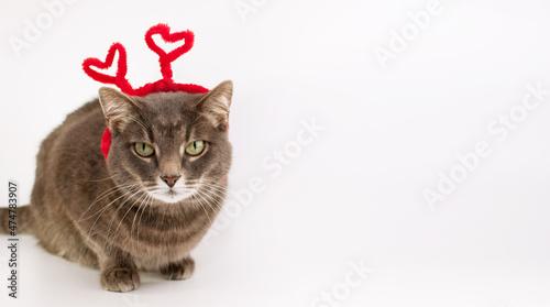 grey cat in a homemade headband with red hearts on a white background with a place for text