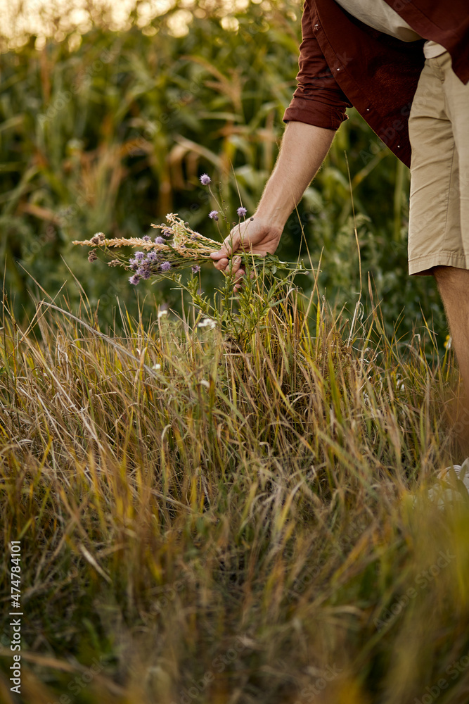 Cropped male hands taking wildflowers from field, close-up hands. nature, fresh flowers plants, summer concept Cropped male hands taking wildflowers from field, close-up hands. nature, fresh flowers plants, summer concept