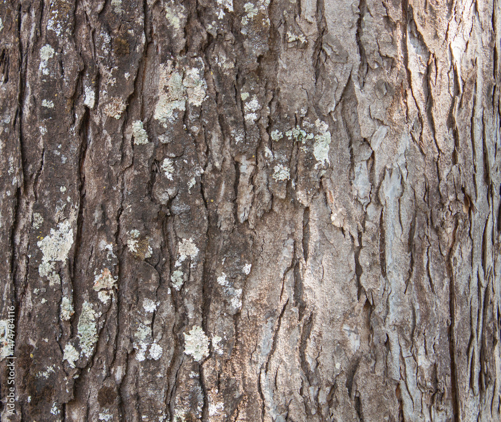 Grey Old Wood Texture