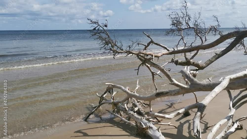 Fallen trees on beach after storm. Baltic sea coast, cape Kolka (Latvia). Summer day Fallen trees on beach after storm. Baltic sea coast, cape Kolka (Latvia). Summer day