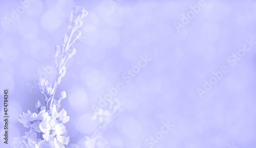 Very peri color of the year 2022, abstract floral background with soft selective focus, blurred floral banner with space © Aliaksandra
