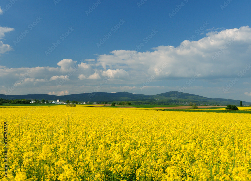 View From The Rapeseed Fields To The Highest Taunus Mountain Feldberg In Hesse Germany On A Beautiful Spring Day With A Clear Blue Sky And A Few Clouds