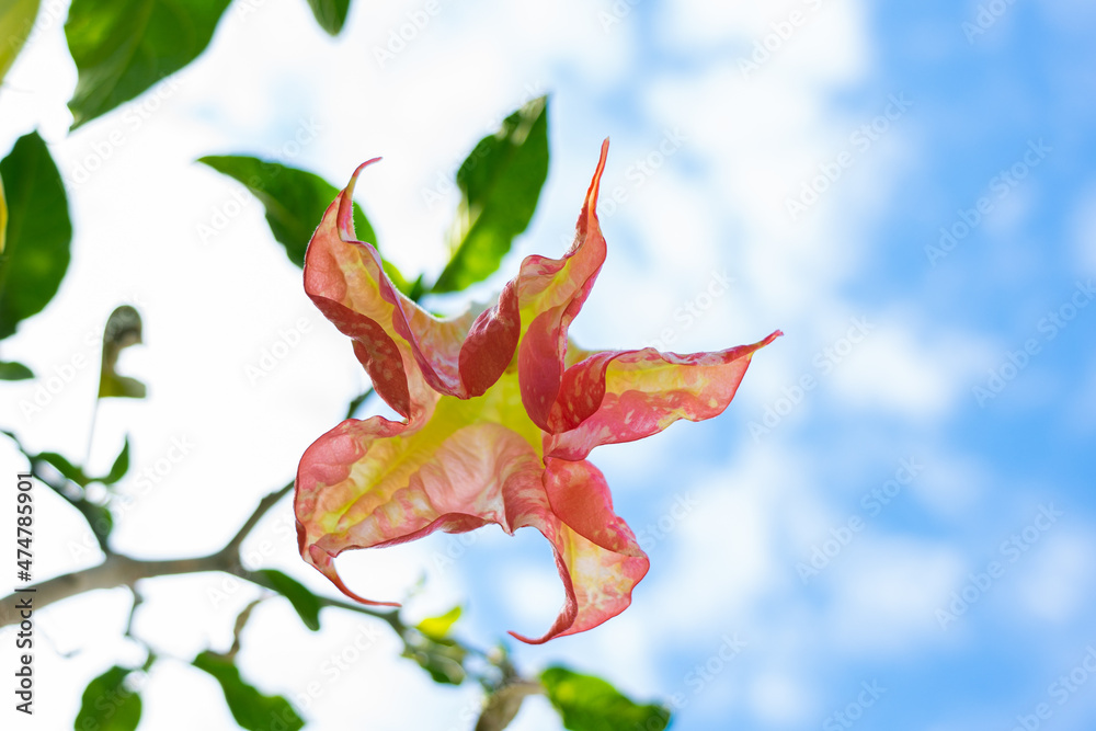Fototapeta premium red and yellow flower hanging