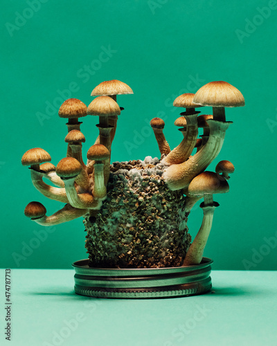 Fresh psychedelic Golden Teacher mushrooms (Psilocybin Cubensis) on a table