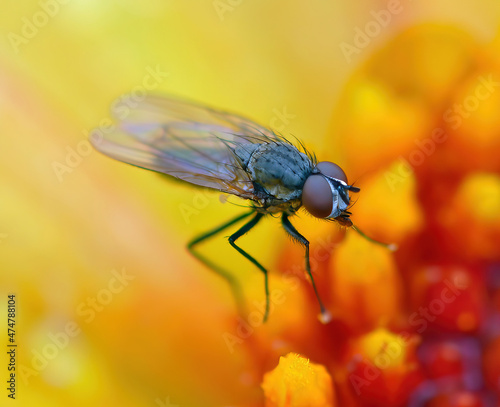 Close-Up of a fly on a yellow flower, British Columbia, Canada photo