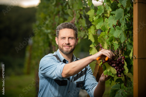 Canvastavla male viticulturist cutting grapevine with garden scissors, vinedresser