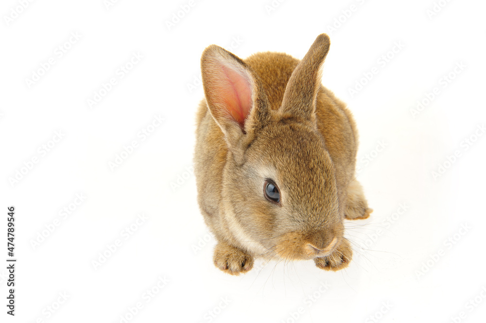 Obraz premium grey rabbit on a white background