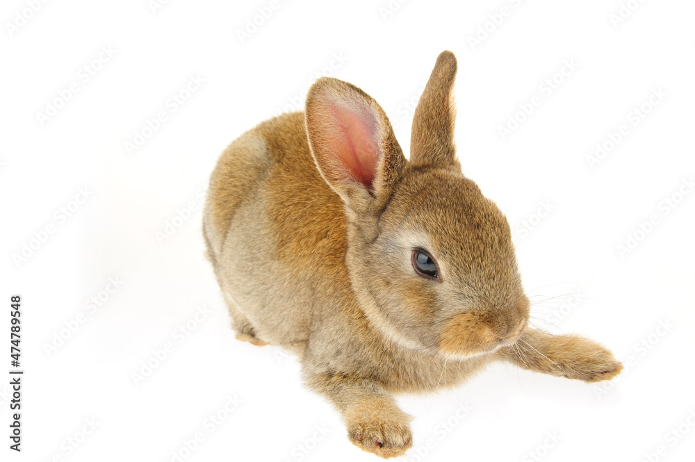 Obraz premium grey rabbit on a white background