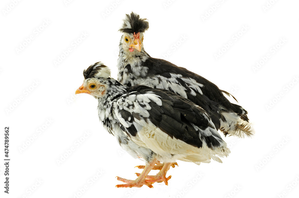 Fototapeta premium Chicken, chicken wing on a white background