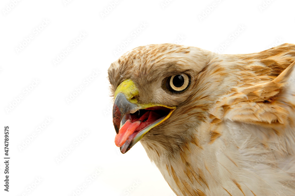 Naklejka premium The eagle head features on a white background