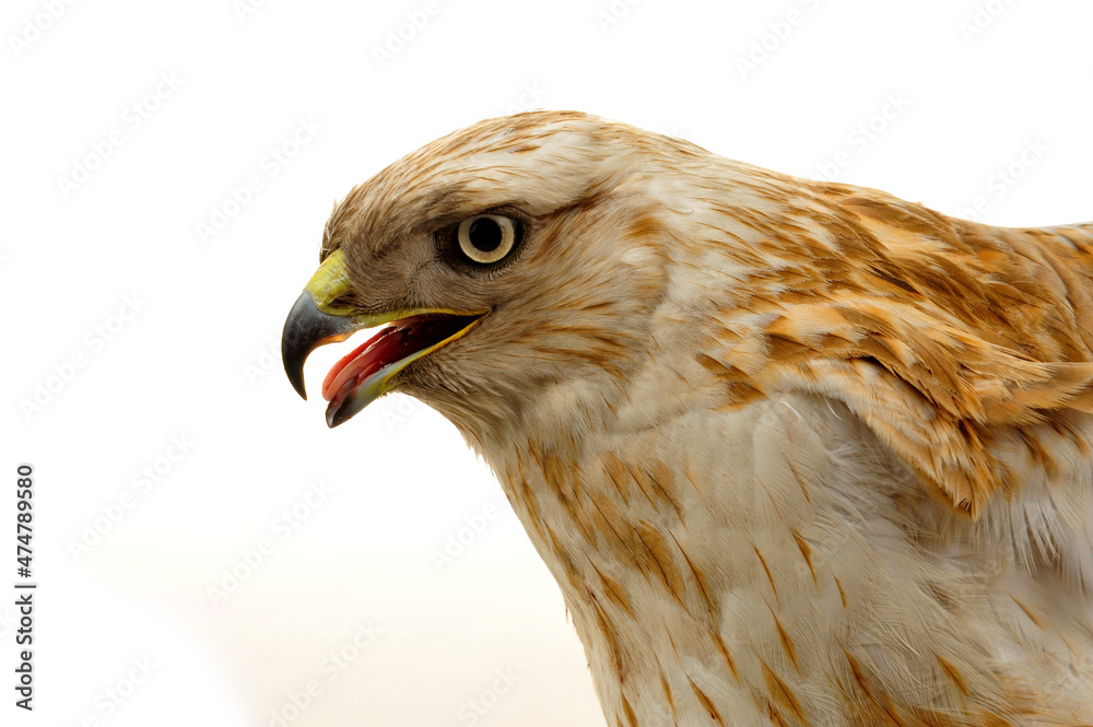 Naklejka premium The eagle head features on a white background