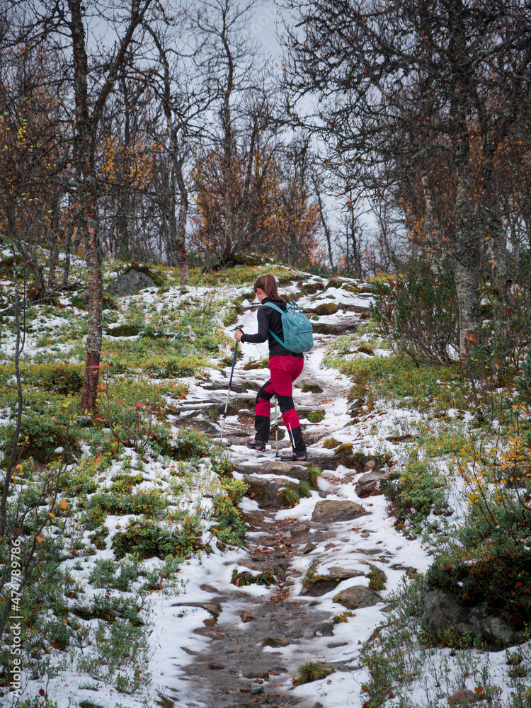 Woman hiking along footpath in colored forest of Pieljekaise National Park in autumn with snow in Lapland in Sweden.