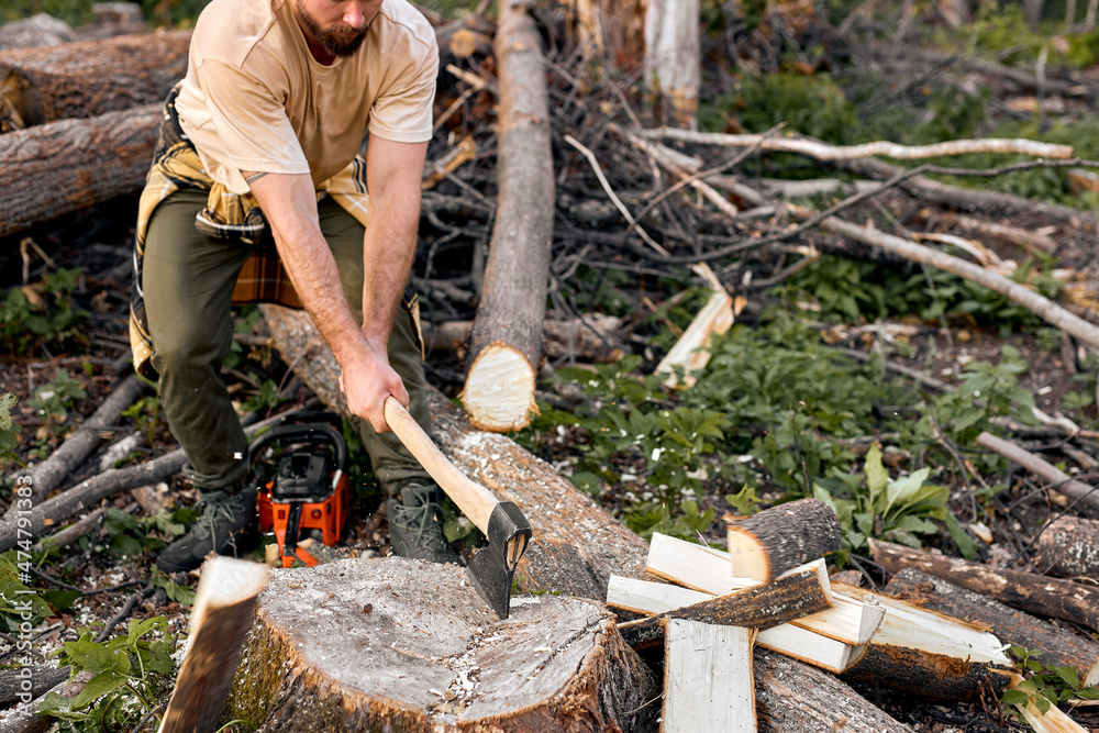 Fototapeta premium Lumberjack in casual shirt chops tree in deep forest with sharp ax. Brutal muscular male working alone, chopping trees, getting firewood. Side view. caucasian lamberjack in the evening outdoors