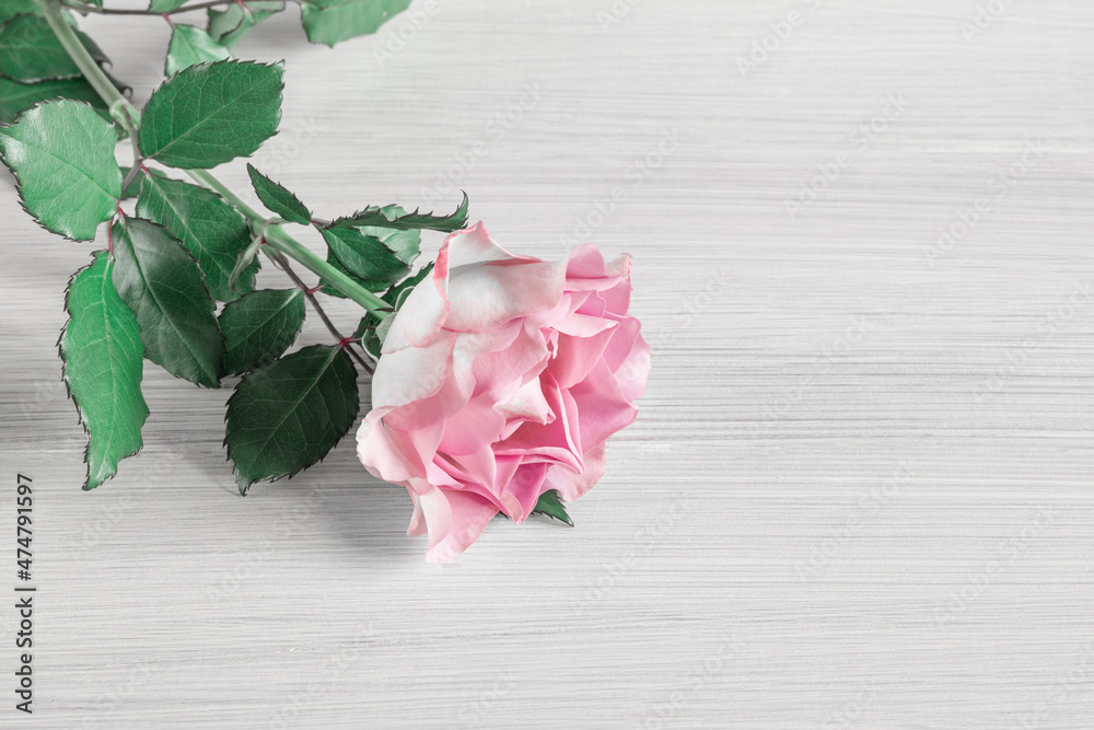A beautiful fresh blooming rose on wooden backgroundA beautiful fresh blooming rose on light wooden background