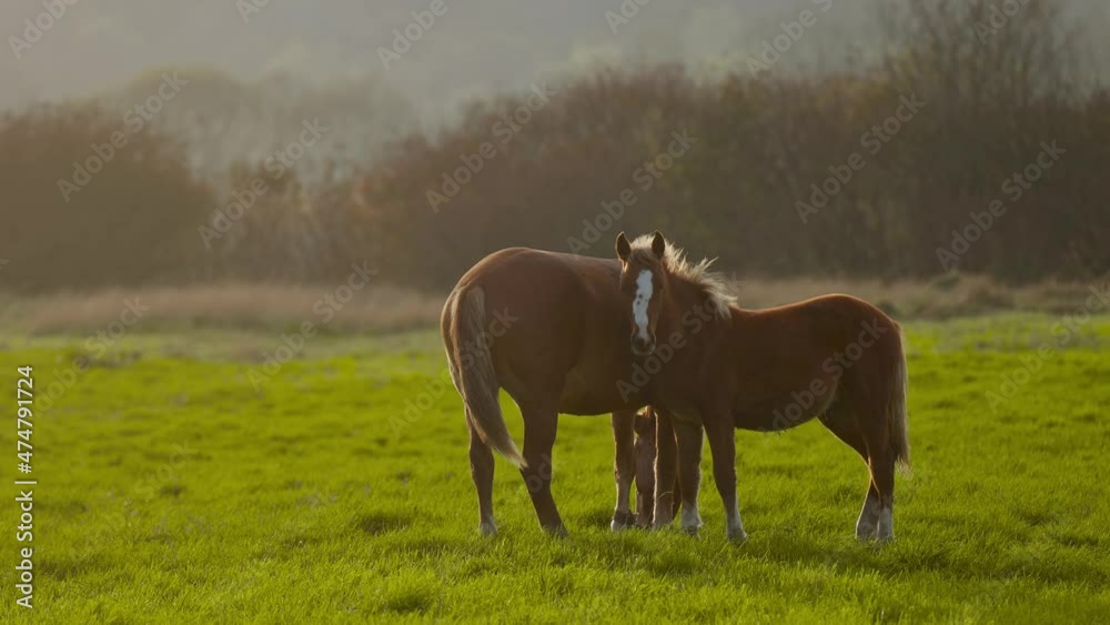 general shot of the silhouettes of brown horses grazing in green meadow in rays of dawn yellow sun with trees on background. general shot of the silhouettes of brown horses grazing in green meadow in rays of dawn yellow sun with trees on background.