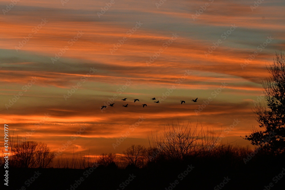 Geese Flying in a Sunset Geese Flying in a Sunset