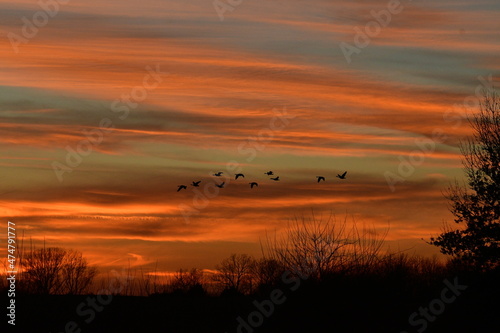 Geese Flying in a Sunset