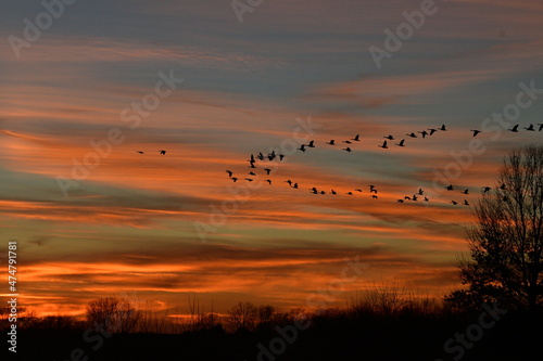 Geese Flying in a Sunset