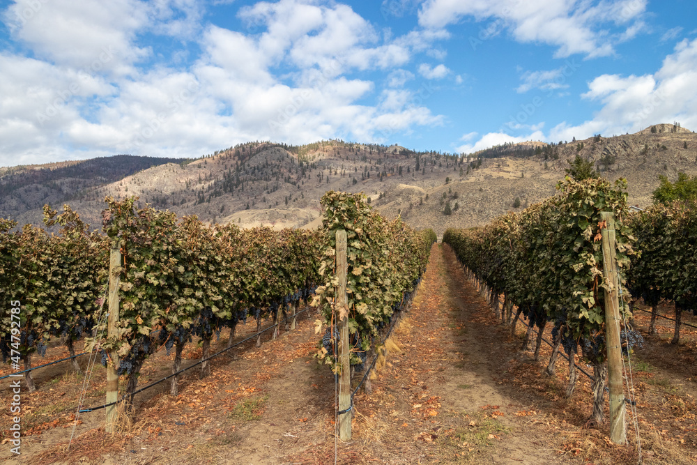 Fototapeta premium Vineyard in Osoyoos, British Columbia