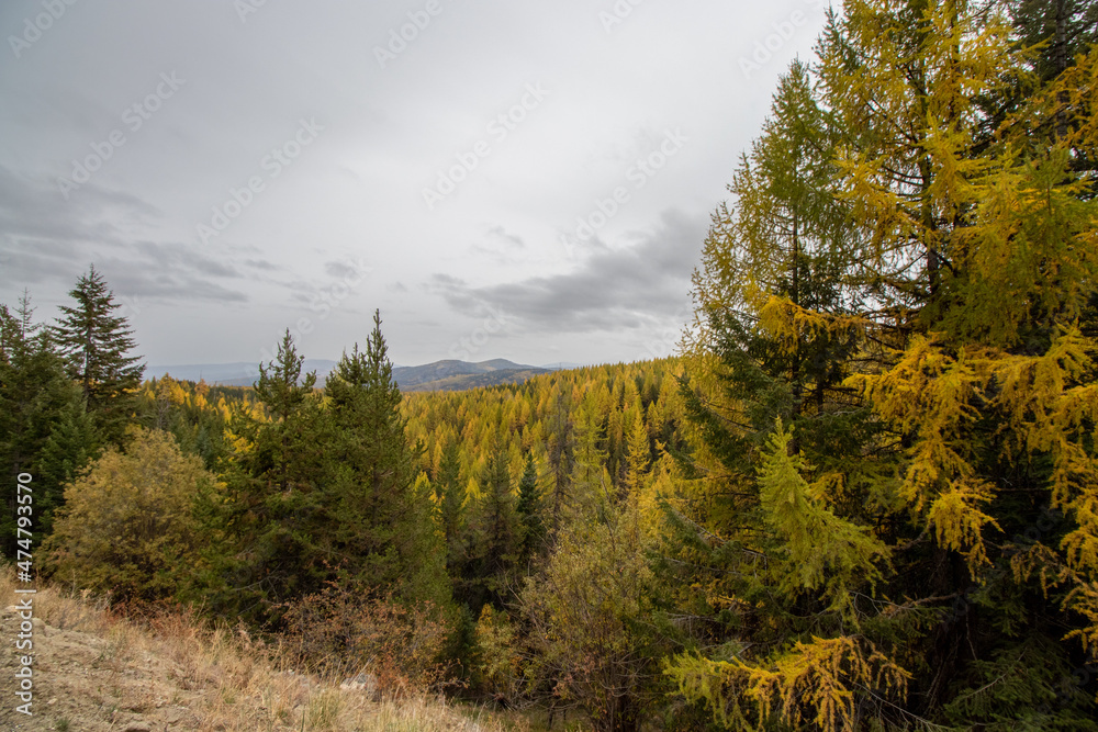 Larch trees in autumn in British Columbia