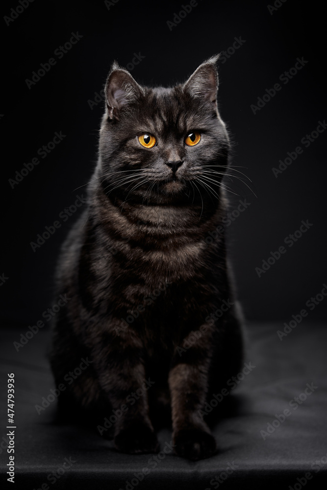 Adorable scottish black tabby cat on black background.