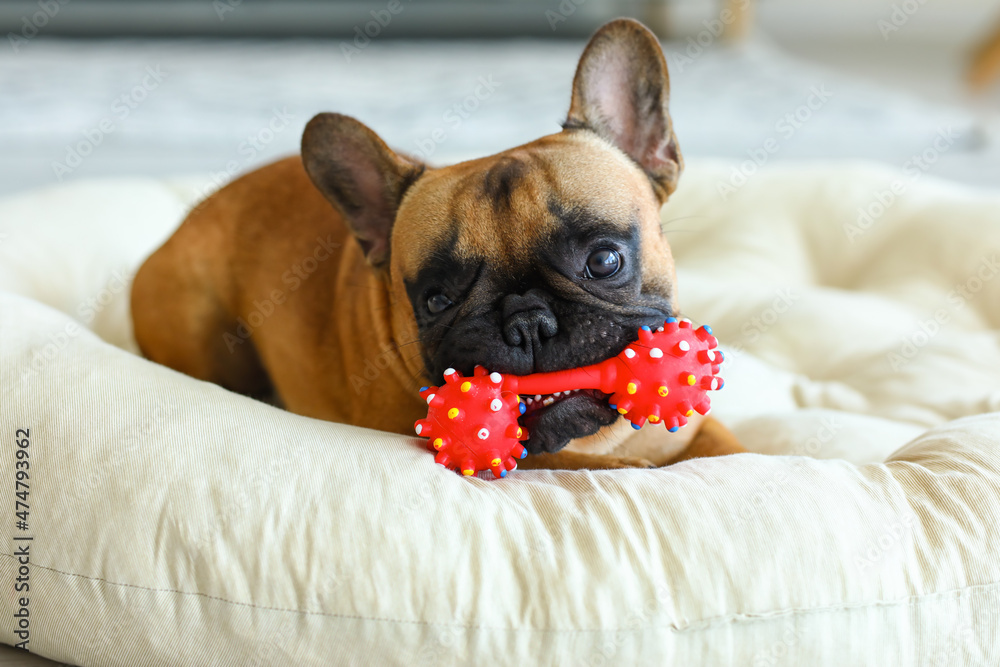 Cute French bulldog with toy lying on pet bed at home