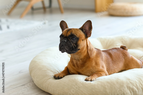 Cute French bulldog lying on pet bed at home © Pixel-Shot