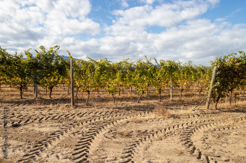 Vineyard in Osoyoos, British Columbia