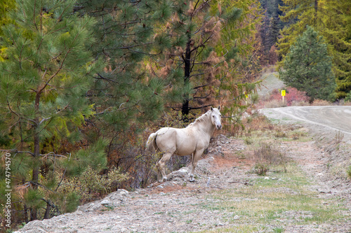 Wild horse on a gravel road in the forest in Oliver, British Columbia, Canada