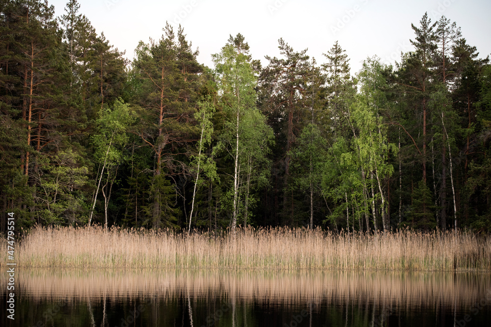 Obraz premium Trees by lake 