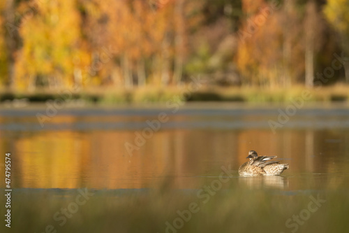 A female mallard duck looks over her shoulder as she fluffs her wings while floating on a calm still lake with autumn colors reflected in the water and out of focus trees in the distant background. 