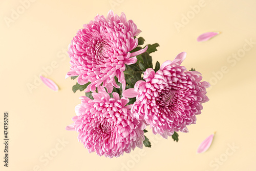 Fototapeta Naklejka Na Ścianę i Meble -  Pink chrysanthemum flowers on color background