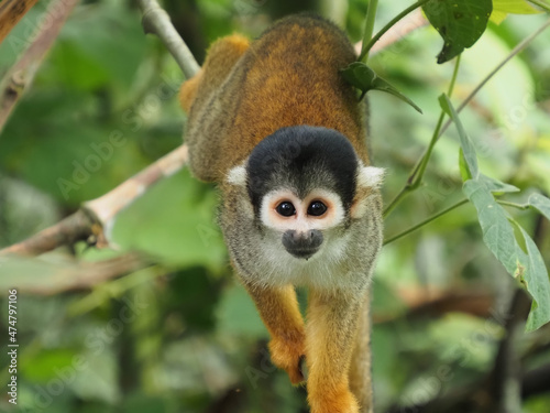 Squirrel monkey (Genus Saimiri)  close-up in the Amazon jungle, Peru photo