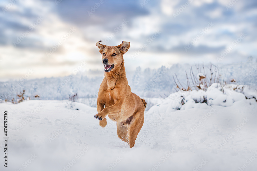 A brown dog running happily across a winter landscape A brown dog running happily across a winter landscape