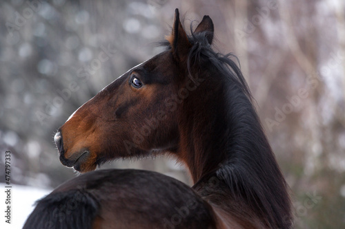 Portrait of a pretty trotter horse in front of a winter landscape