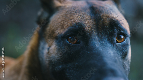 belgian Malinois looking straight at the camera