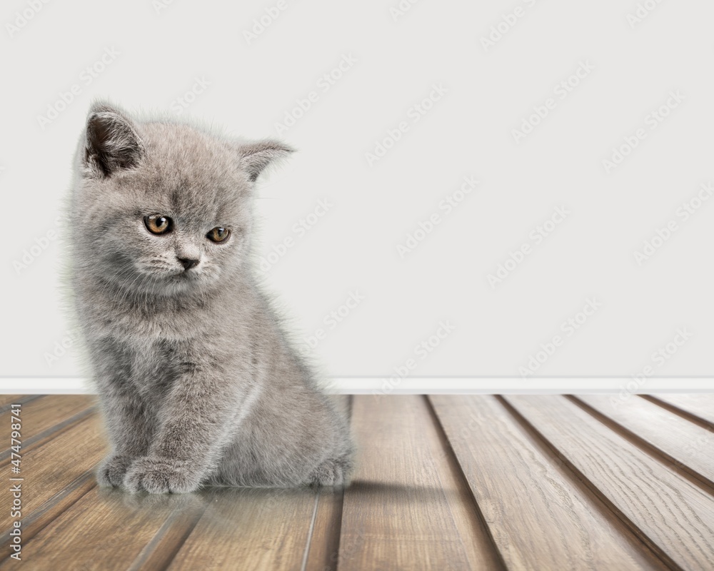 Small cute kitten sitting and looking away Small cute kitten sitting and looking away