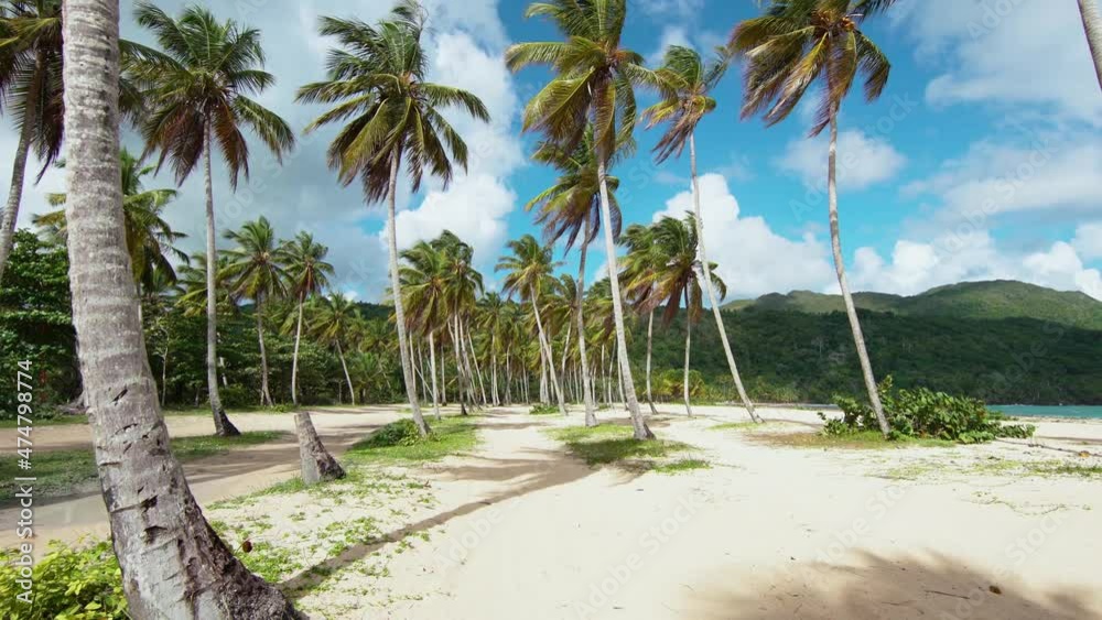 Green hills, densely covered with tropical vegetation. Slender palms rise above the mountains and strive up into the blue sky. The morning sun illuminates the shaggy tops of beautiful palm trees. Green hills, densely covered with tropical vegetation. Slender palms rise above the mountains and strive up into the blue sky. The morning sun illuminates the shaggy tops of beautiful palm trees.