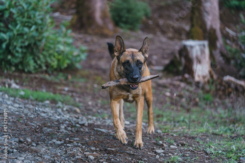 Belgian Malinois playing in the woods whit a stick
