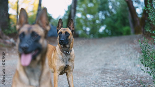 two belgian Malinois playing in the forest